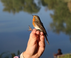 Erithacus rubecula