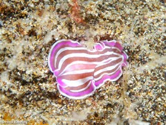 Prostheceraeus roseus