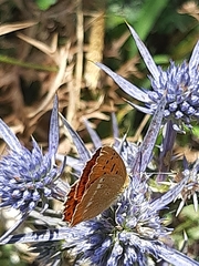 Lycaena virgaureae