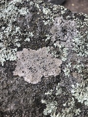 Lecanoromycetes