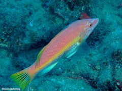 Bodianus scrofa