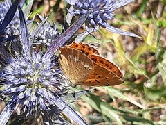 Lycaena virgaureae