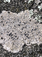 Lecanoromycetes