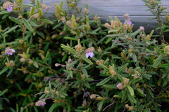 Thomasia petalocalyx