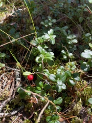 Vaccinium vitis-idaea
