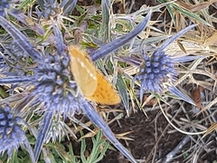 Lycaena virgaureae