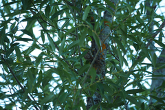 Certhia brachydactyla