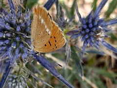 Lycaena virgaureae