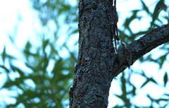 Certhia brachydactyla