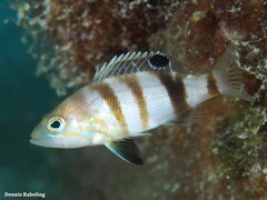 Serranus hepatus