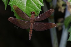 Neurothemis fulvia