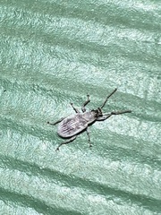 Cyrtepistomus castaneus