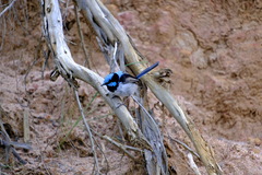 Malurus cyaneus