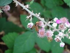 Volucella inanis