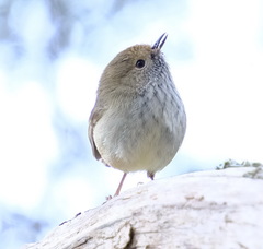Acanthiza pusilla