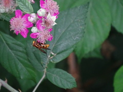 Volucella inanis