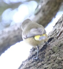 Acanthiza chrysorrhoa