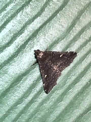 Tetanolita mynesalis