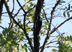 Dendrocopos major
