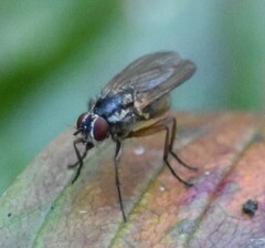 Muscoidea