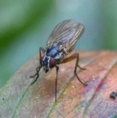 Muscoidea