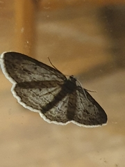 Boarmia phricomita