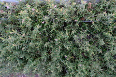 Thomasia petalocalyx