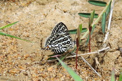 Aphnaeus lilacinus