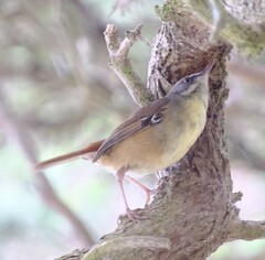 Sericornis frontalis