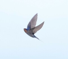Hirundo neoxena