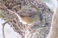 Sericornis frontalis