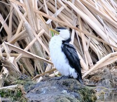 Microcarbo melanoleucos