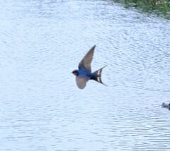 Hirundo neoxena