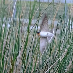 Hirundo neoxena