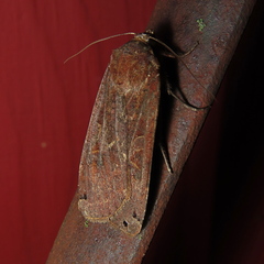 Noctua pronuba