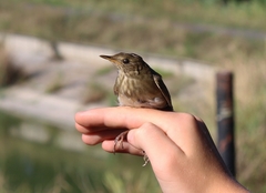 Locustella luscinioides