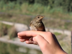 Locustella luscinioides