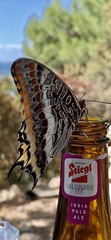 Charaxes jasius