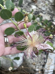 Capparis orientalis