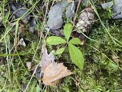 Lysimachia europaea