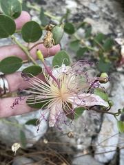 Capparis orientalis