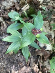 Medeola virginiana