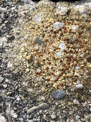 Teloschistaceae