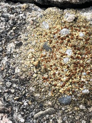 Teloschistaceae