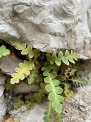 Asplenium ceterach