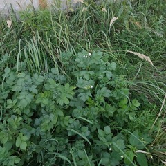 Solanum tuberosum