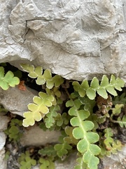 Asplenium ceterach