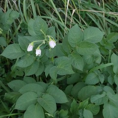 Solanum tuberosum