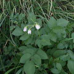 Solanum tuberosum