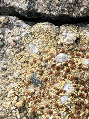 Teloschistaceae
